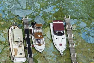 Florida toxic algal bloom causes state of emergency