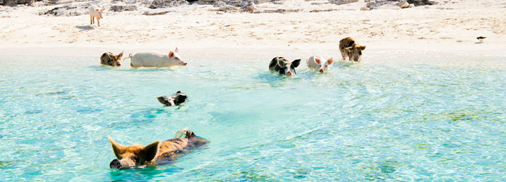 Swiming pigs