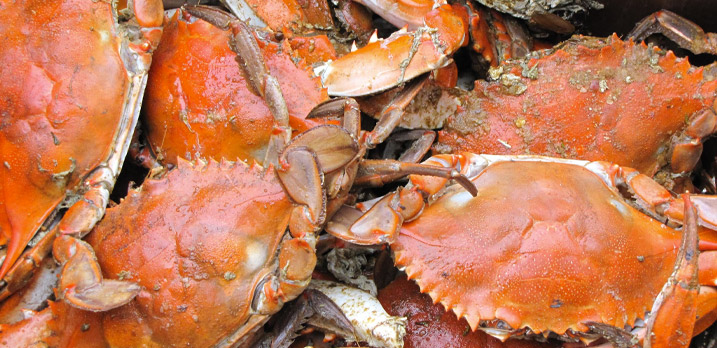 How to Start Crabbing Off Your Boat