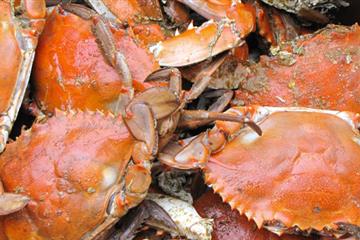 What Is Crabbing? A Beginner’s Guide