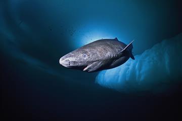 400-year-old Greenland shark ‘longest-living vertebrate’