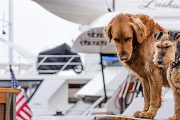 Pets on the Water: 11 Tips for Taking Your Pets Boating