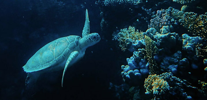 Turtle underwater
